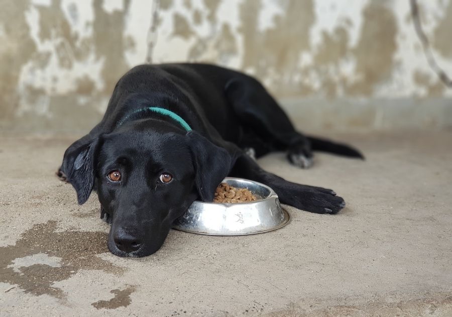 Black Labrador Retriever Refusing Food