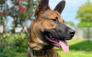 Black Mouth Cur German Shepherd Mix: Facts & Guide