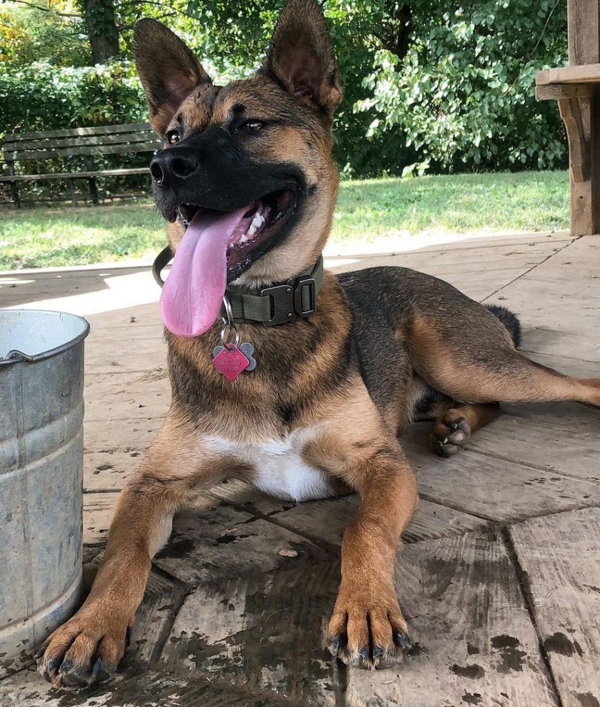 A Large Black Mouth Cur German Shepherd Mix Dog Lying on Floor Panting