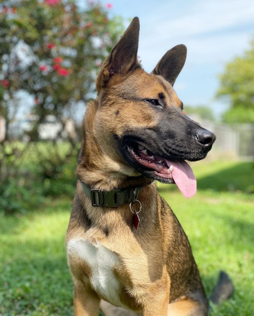 GSD Black Mouth Cur Mix Dog Close Up