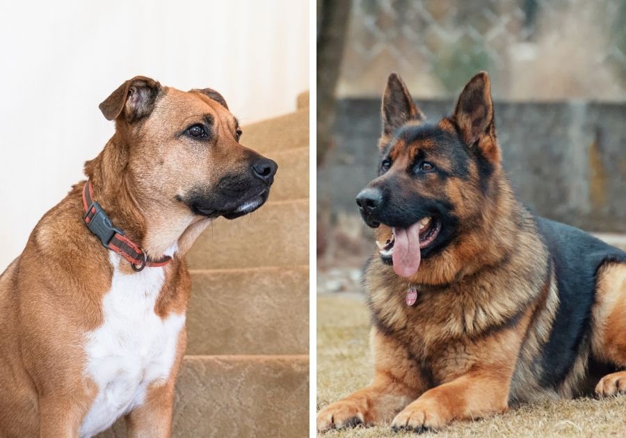 Black Mouth Cur x German Shepherd Dog Breeds left and right respectively