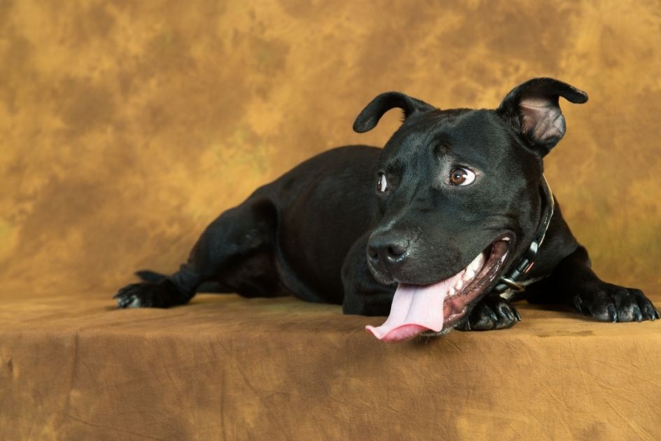 All Black Pitbull Puppy Lying down Looking Aside