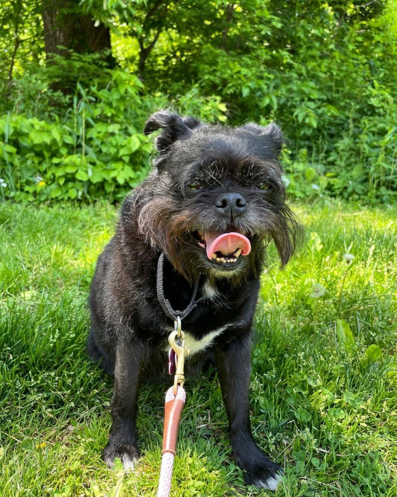 Black Pug Shih Tzu Mix Dog on Leash Standing