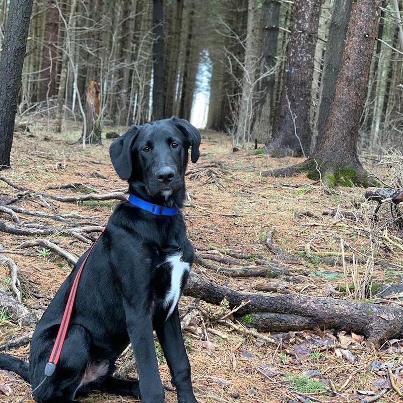 Black Rhodesian Ridgeback Lab Mix Sitting in the Wood