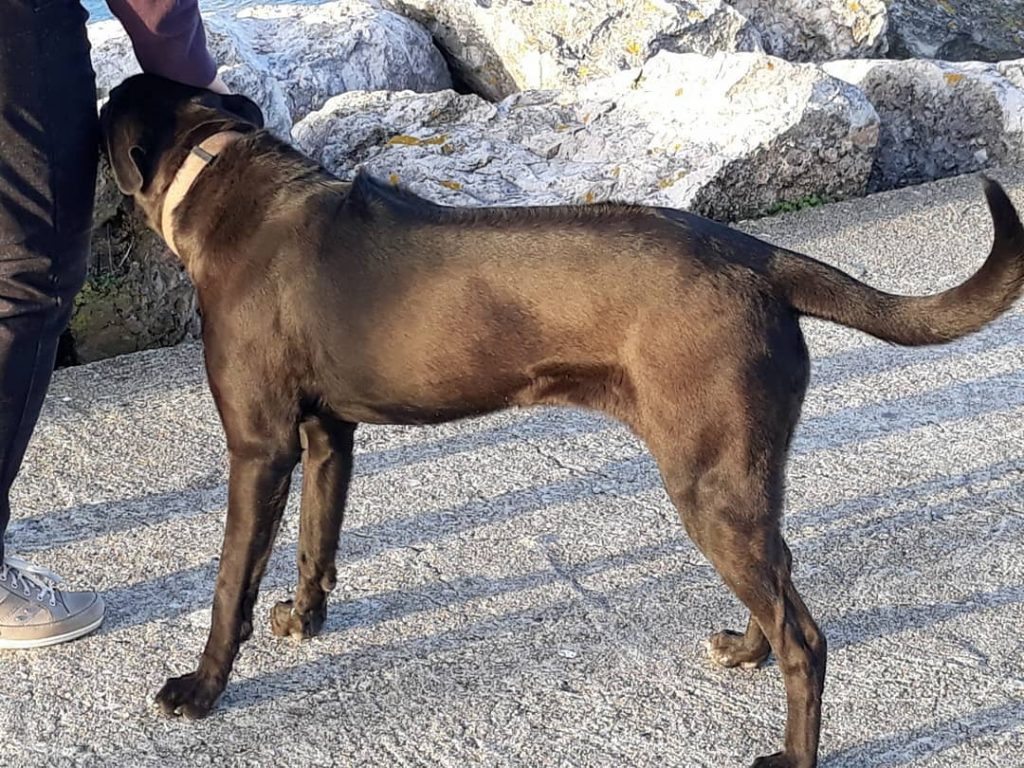 Black Rhodesian Ridgeback Dog Hiking