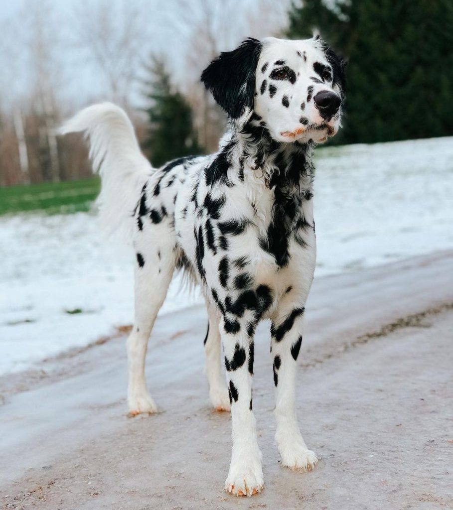 Black Spotted Long Coat Dalmatian Dog Standing Outdoor