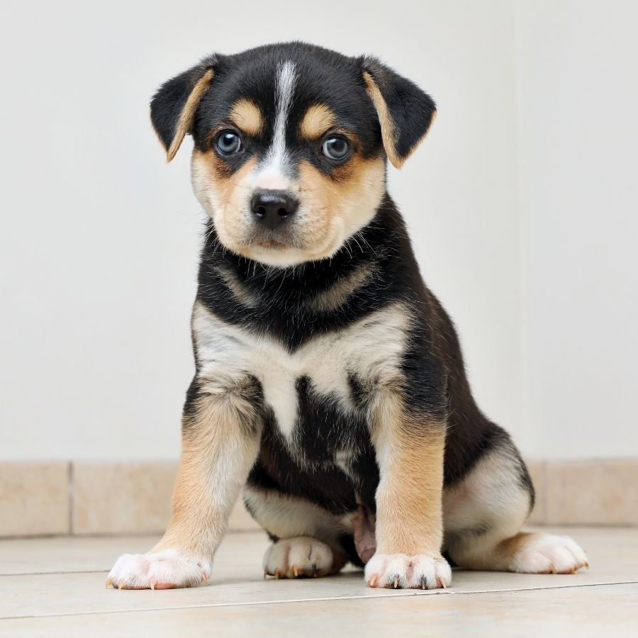 Cute Black and Tan Beagle Husky Mix Puppy Sitting on Floor