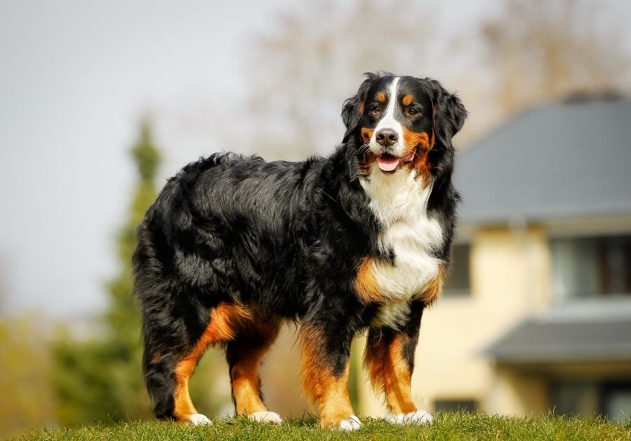 Black White and Tan Bernese Mountain Dog Standing