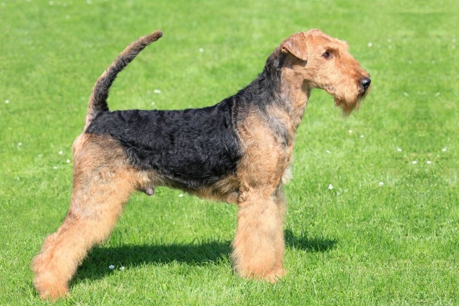Black and Brown Airedale Terrier Dog Standing Sideways on Field