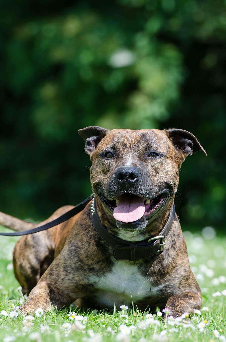 Black and Brown American Staffordshire Terrier