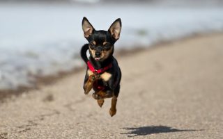 Saint Bernard vs Rottweiler – A Comparison