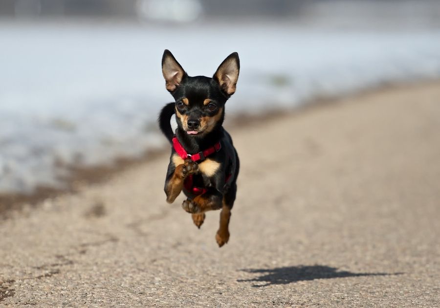 Black and Brown Miniature Pinscher Running on Road