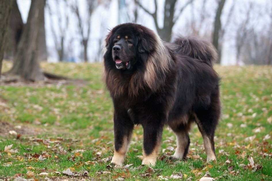 Black and Tan Adult Tibetan Mastiff Pup Standing on Grass