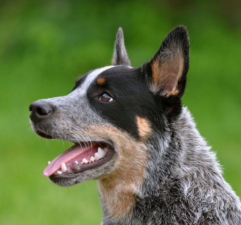 Black and Tan Australian Cattle Dog