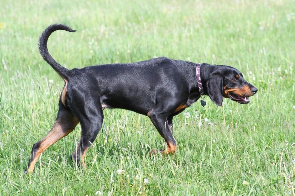 Black and Tan Coonhound Pointing on Field