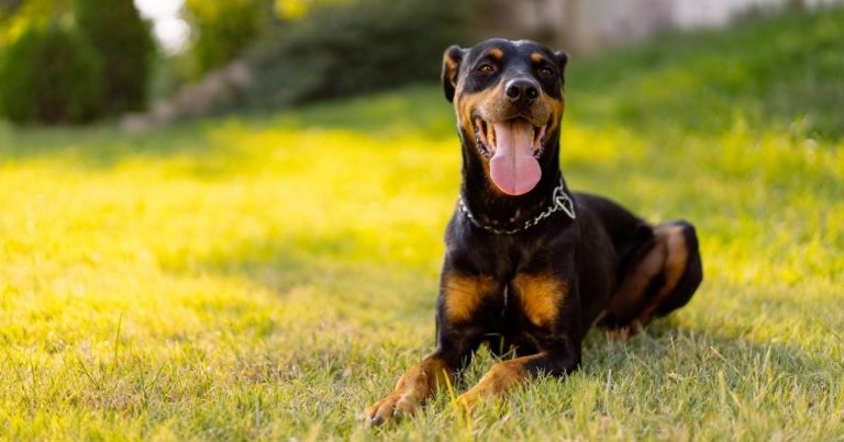 25 Black and Tan Dog Breeds (Small, Medium, Large) | Puplore