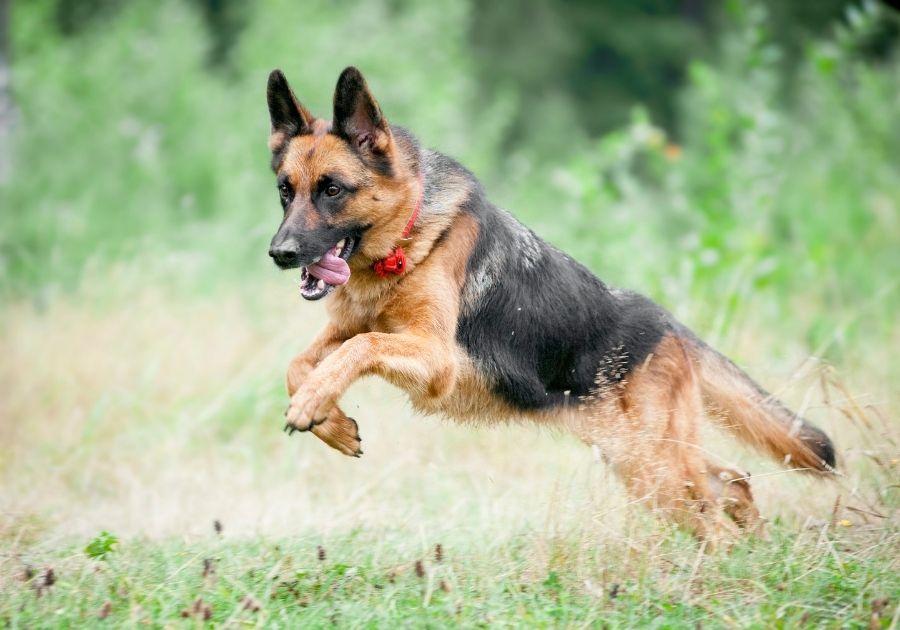 Black and Tan German Shepherd Dog on a Chase
