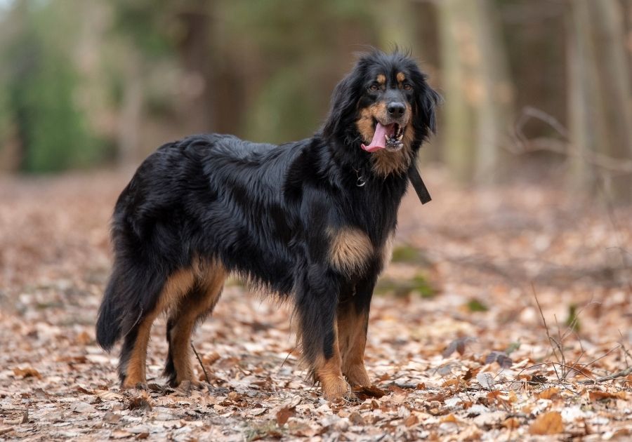 Black and Tan Hovawart Dog Standing at Park