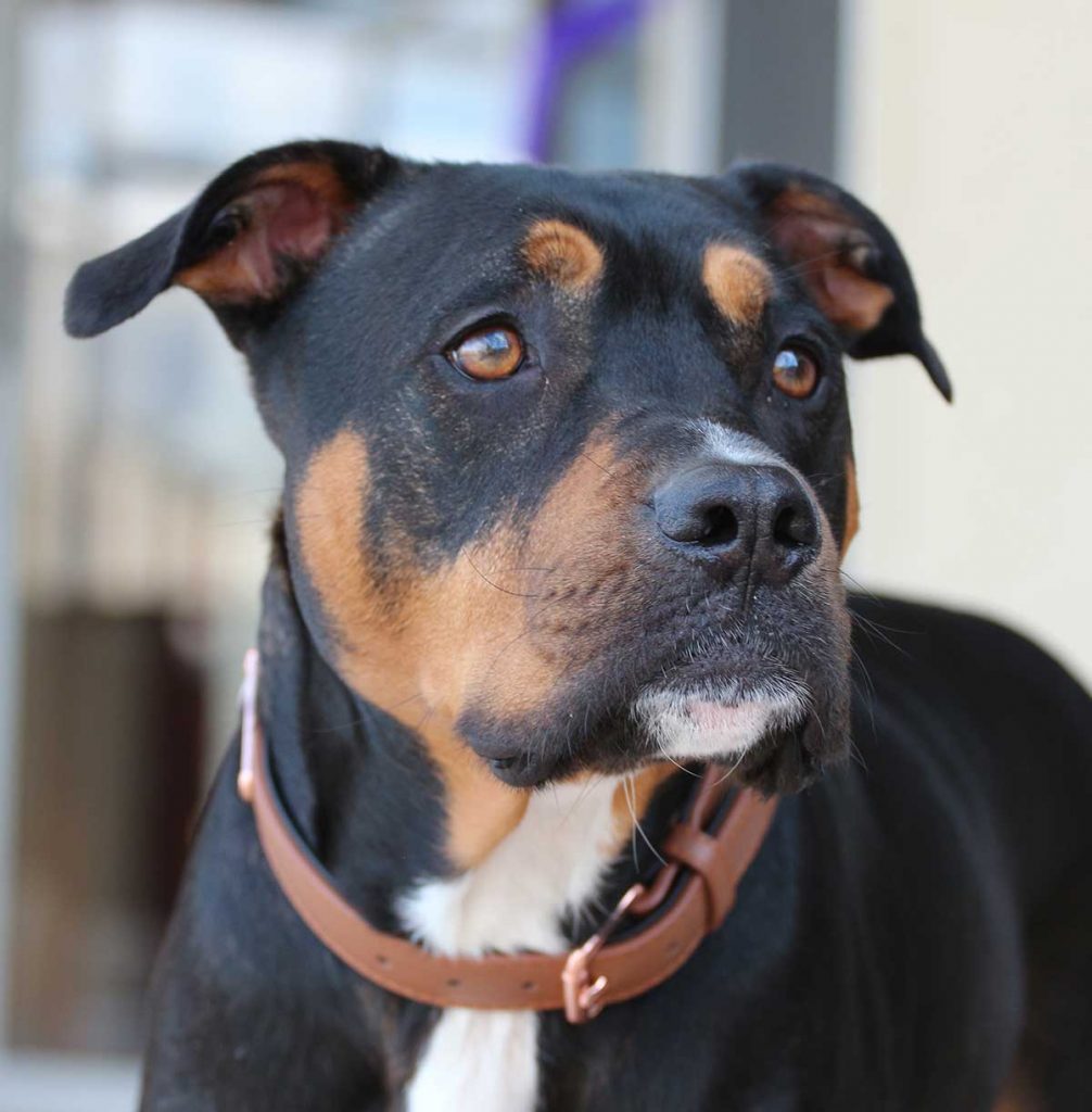 Black and Tan Rottweiler and Pitbull Mix