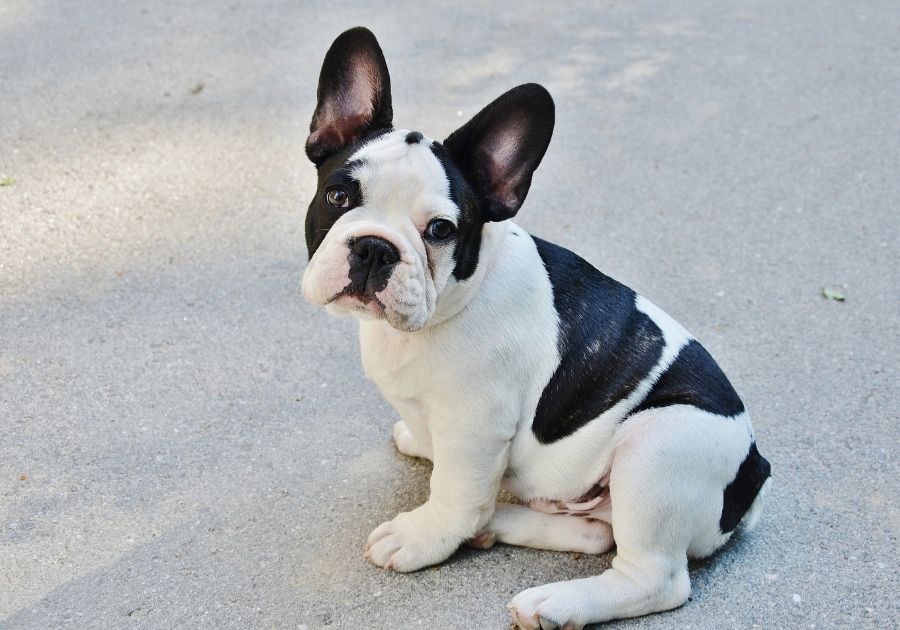 Black and White French Bulldog Sitting on Ground