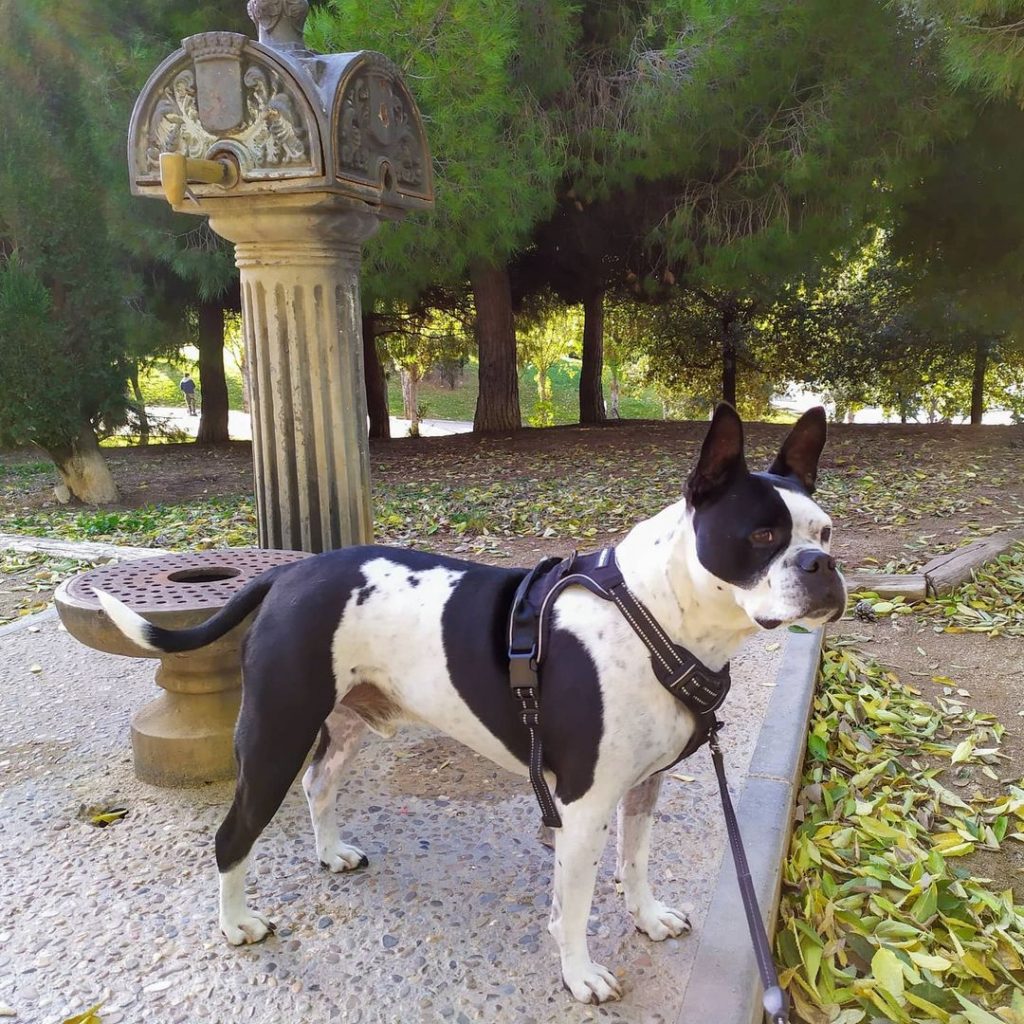 Black and White French Pitbull at Dog Park