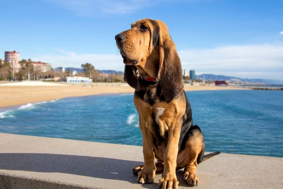 Bloodhound Dog Sitting By The Beach Looking Aside