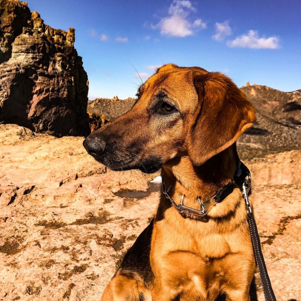 Bloodhound German Shepherd Mix Dog Hiking Hiking