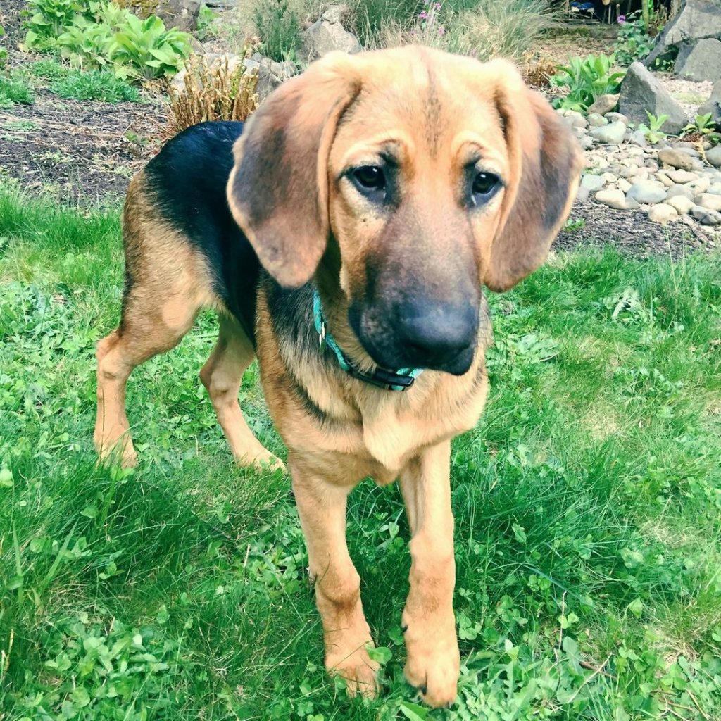 Bloodhound Shepherd Mix Puppy Standing on Grass