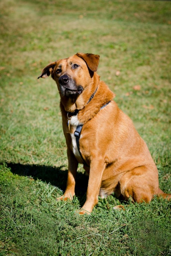 Bloodhound and German Shepherd Mix Dog at Dog Park