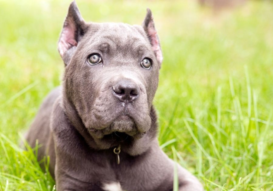 Blue Cane Corso Puppy Lying on Grass