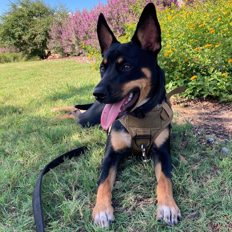 Blue Weiler - Blue Heeler Rottweiler Mix Pup Resting on Grass