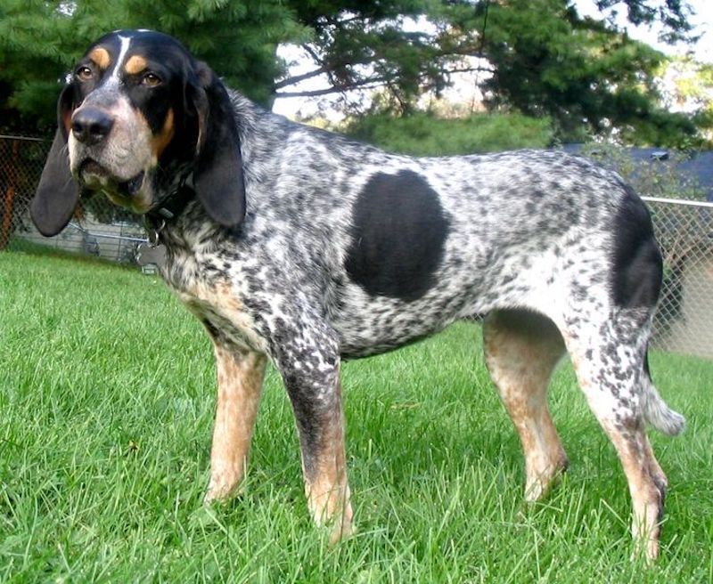 do bluetick coonhounds shed