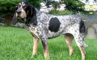 Bluetick Coonhound Facts & Dog Breed Information