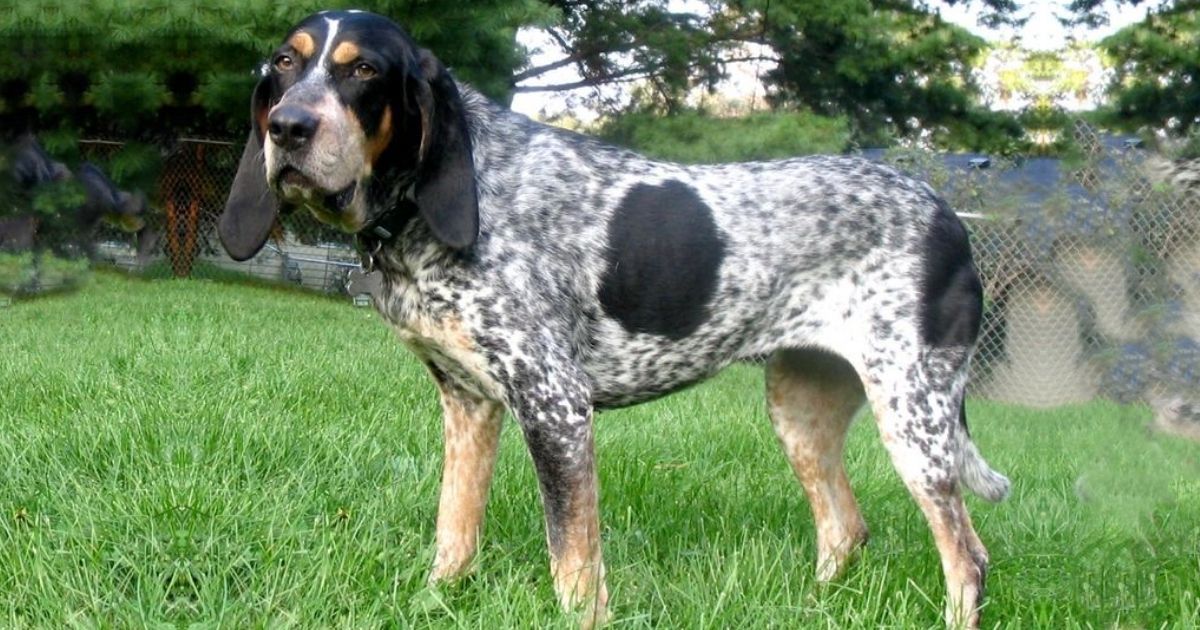 Bluetick Coonhound Facts and Dog Breed Information