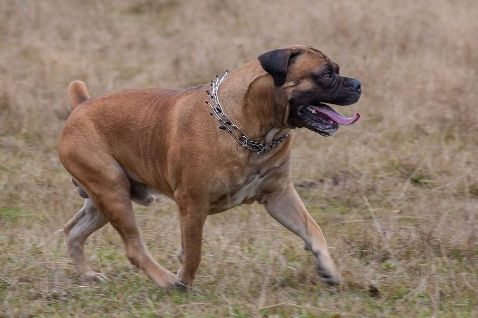 Boerboel Dog Breed