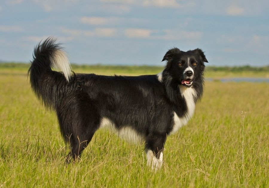 Border Collie Dog Standing on Field