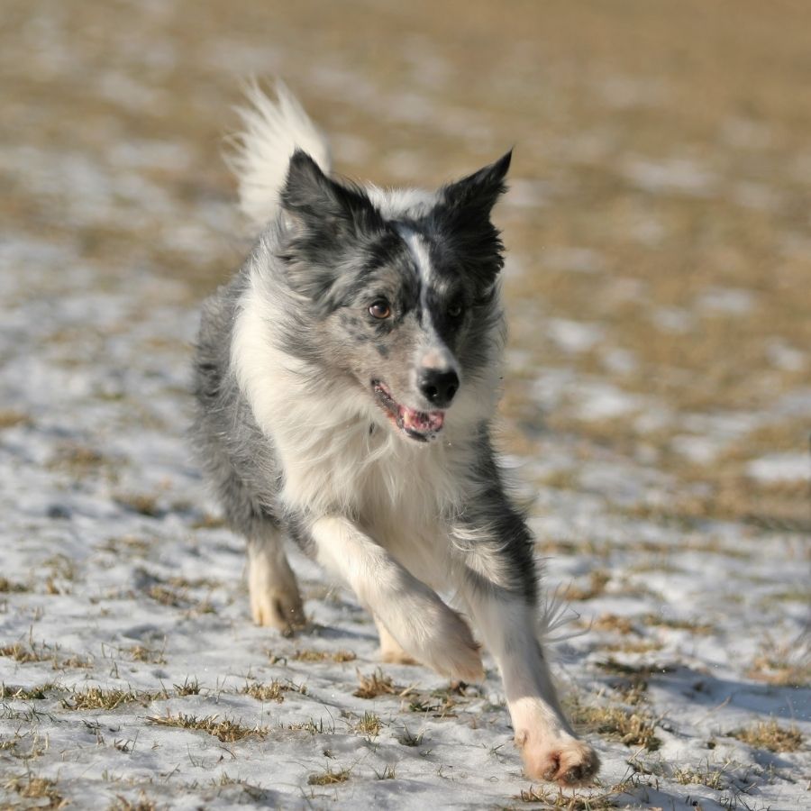 Border Collie Running on Snow