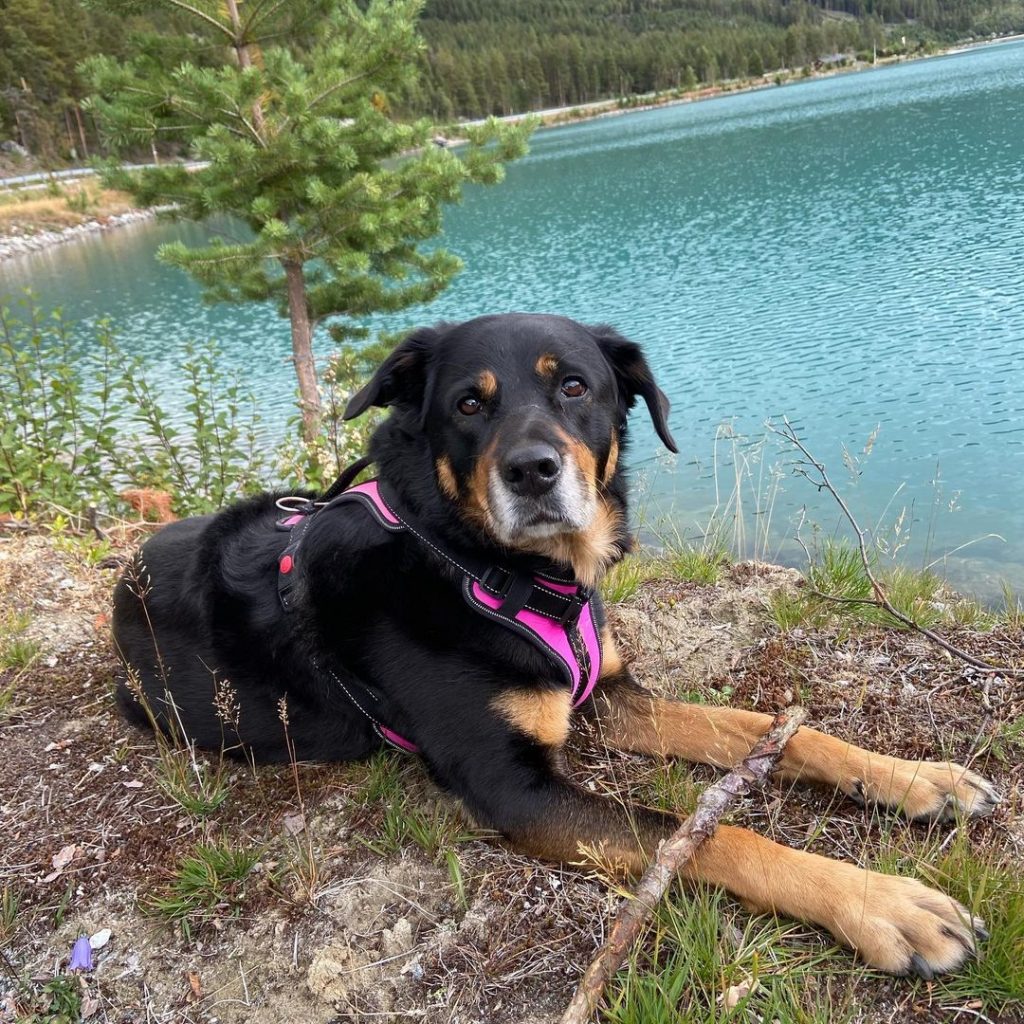 Border Rottie - Border Collie Rottweiler Mix Dog Resting Beside Lake
