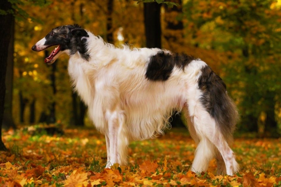 Borzoi Dog Breed Standing In Park