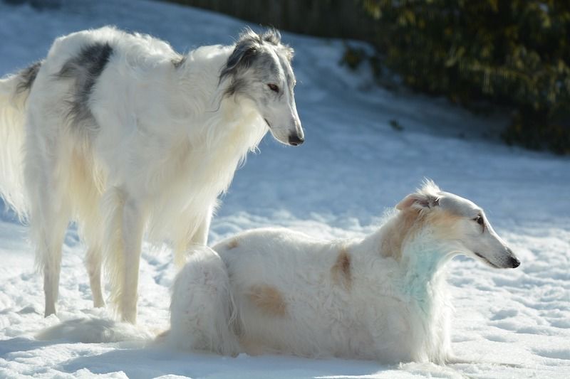 Exotic Dog Breed – Borzoi