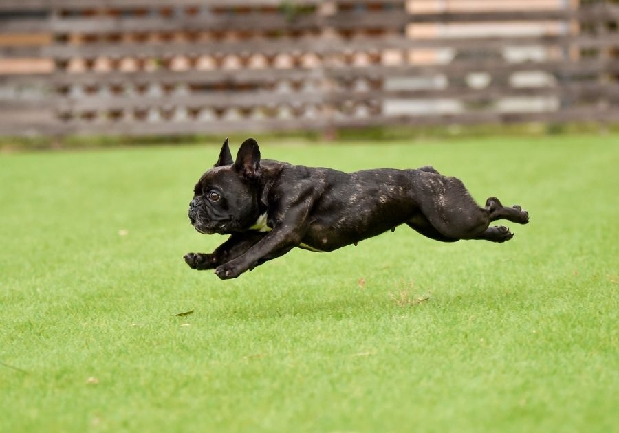 Boston Terrier Active in Dog Run