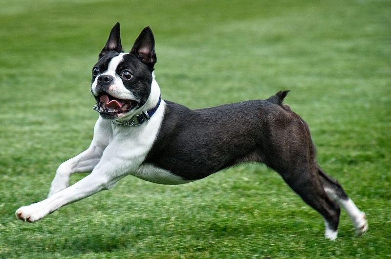 Boston Terrier Dog