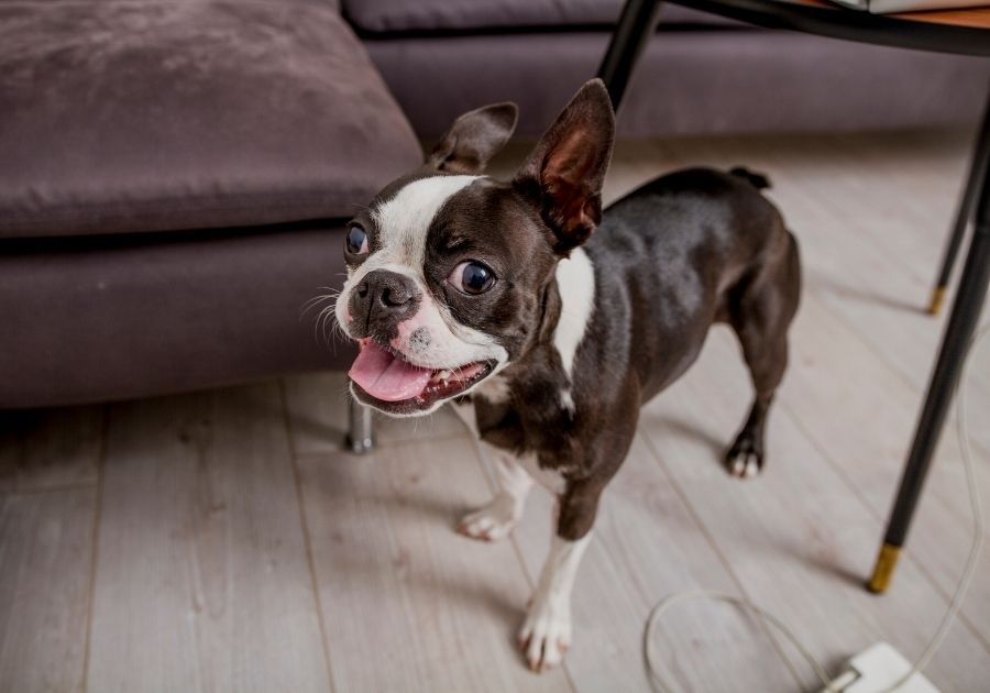 Boston Terrier Standing Near Couch Looking Up