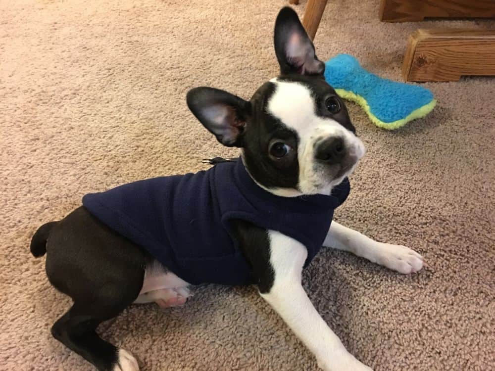 Boston Terrier Standing on Leash on Field