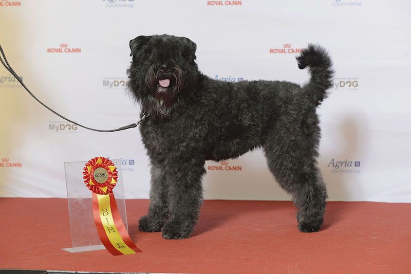 Exotic Dog Breeds – Bouvier des Flandres