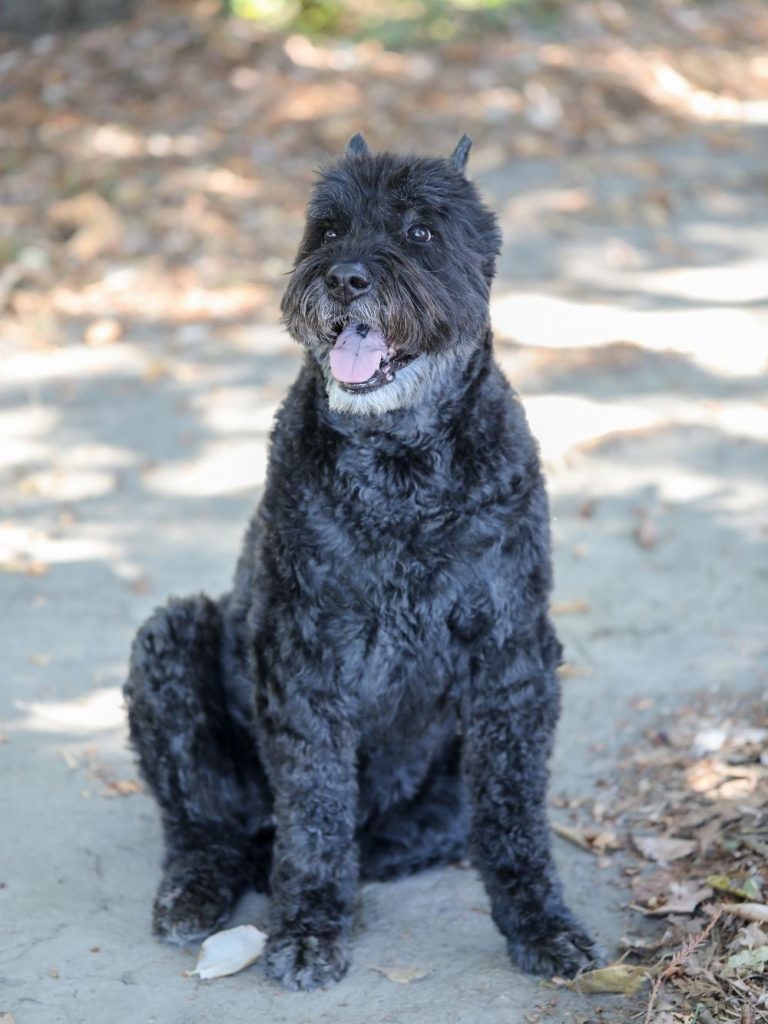 Bouvier des Flandres Dog Sitting on Ground Watching