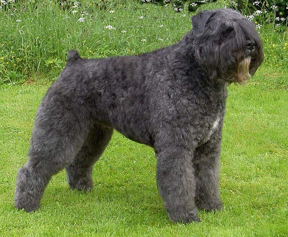 Bouvier des Flandres Dog Posing on Grass
