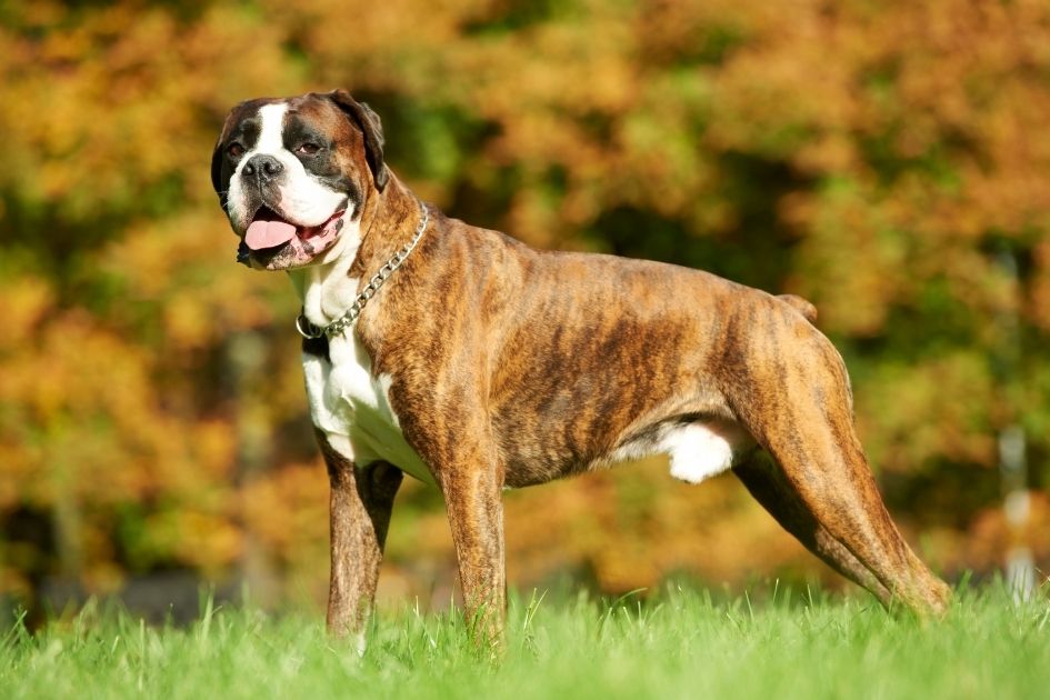Boxer Dog Standing on Grass