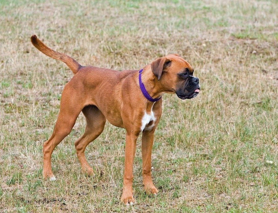 Boxer Dog Breed