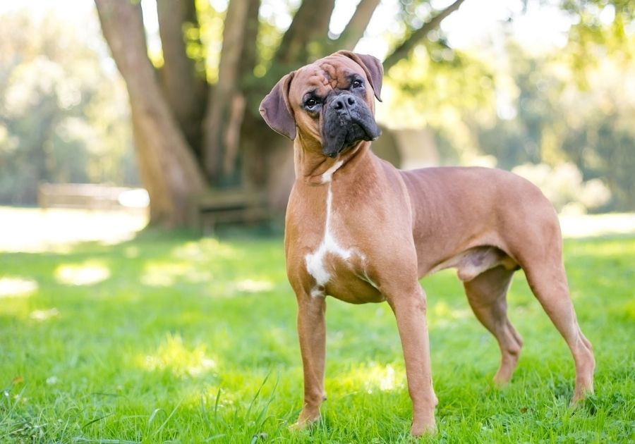 Boxer Dog Standing on Guard